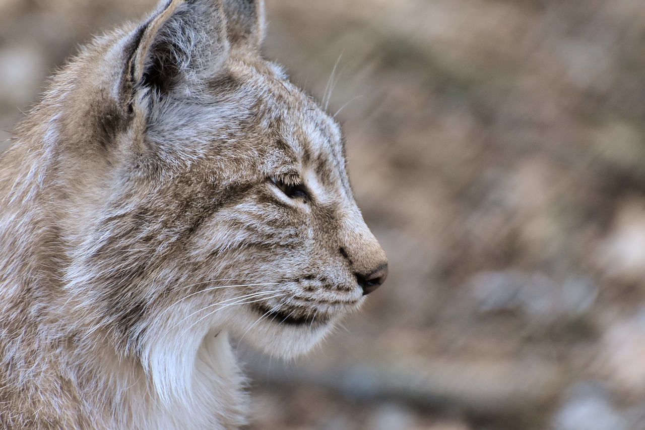 lynx  wild animal  wildcat free photo