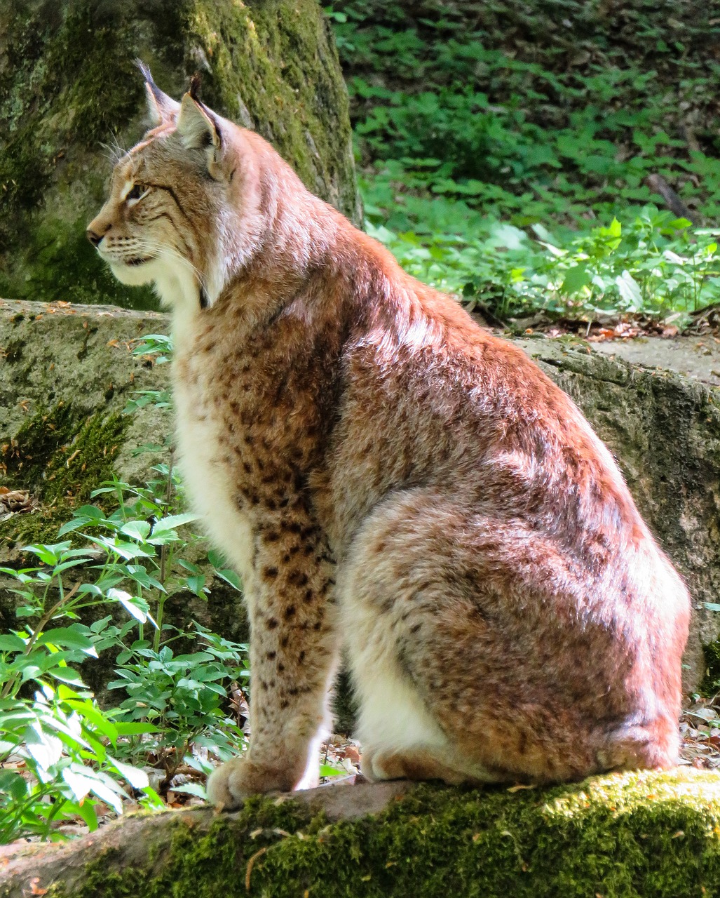 lynx  animal  cat free photo