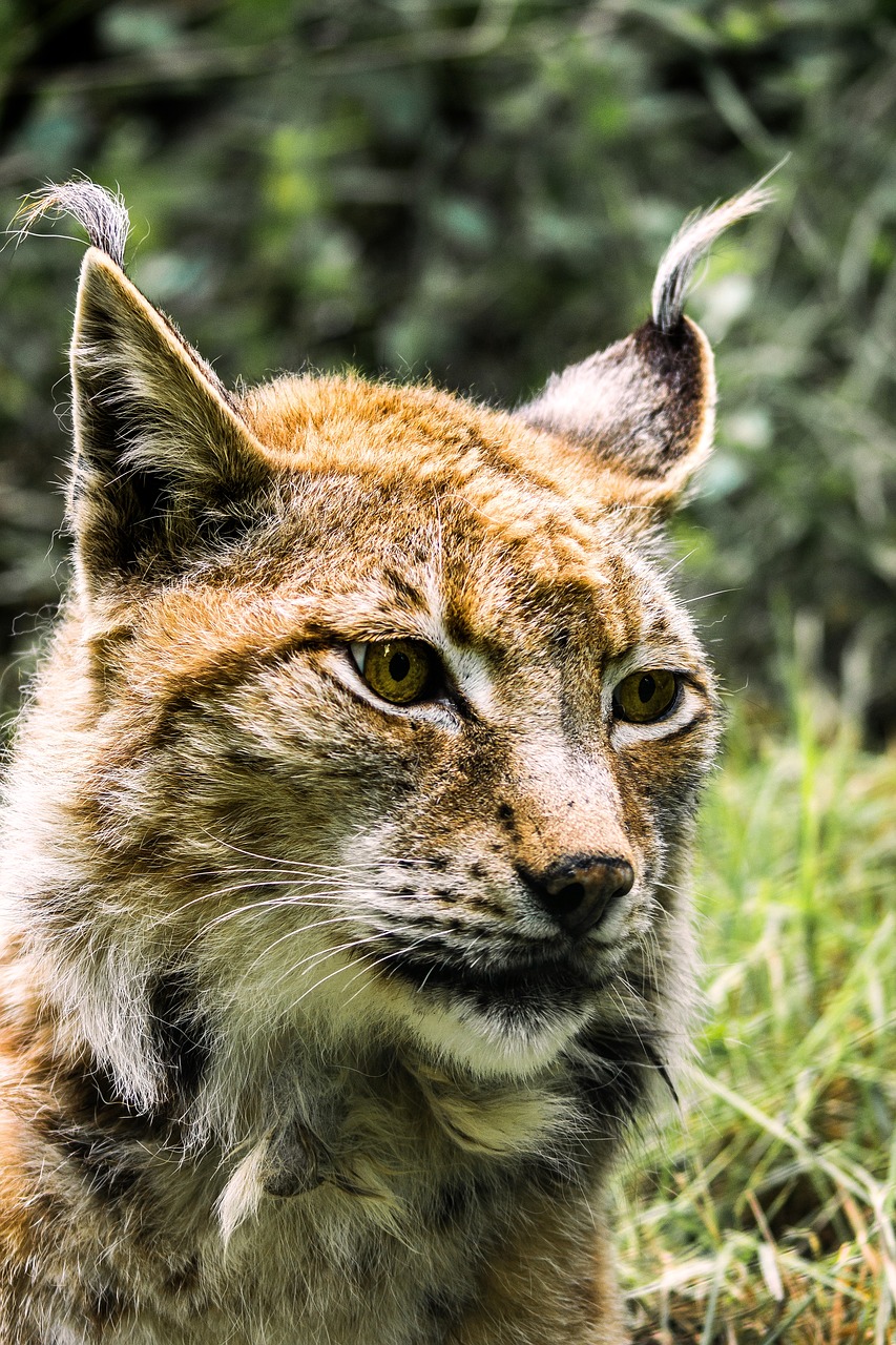 lynx  big cat  predator free photo