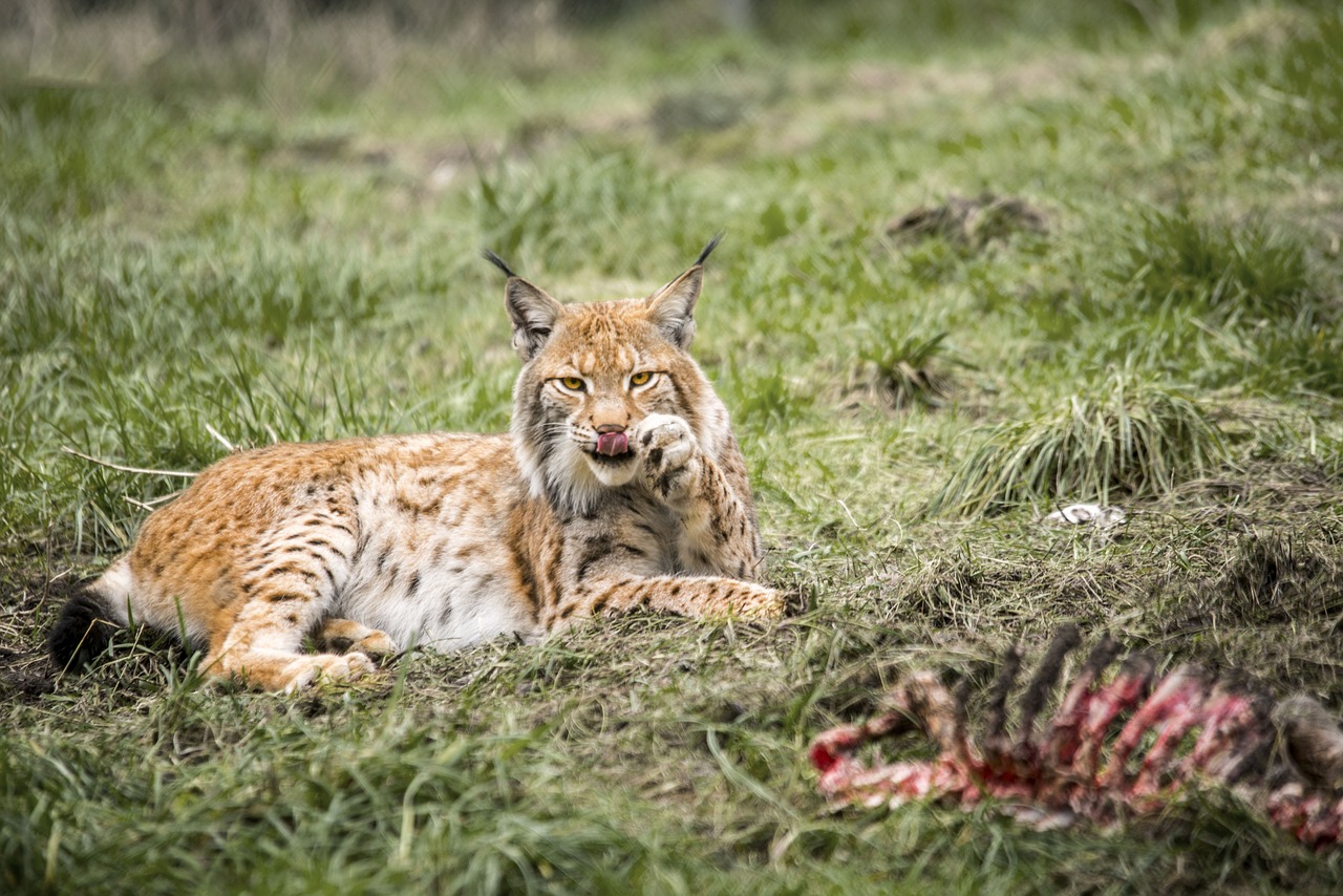 lynx  big cat  cat free photo