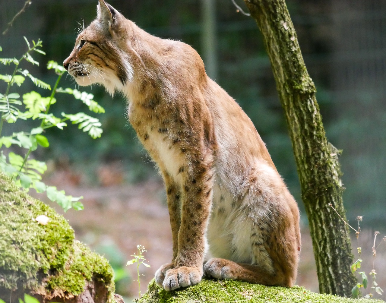 lynx  animal  cat free photo