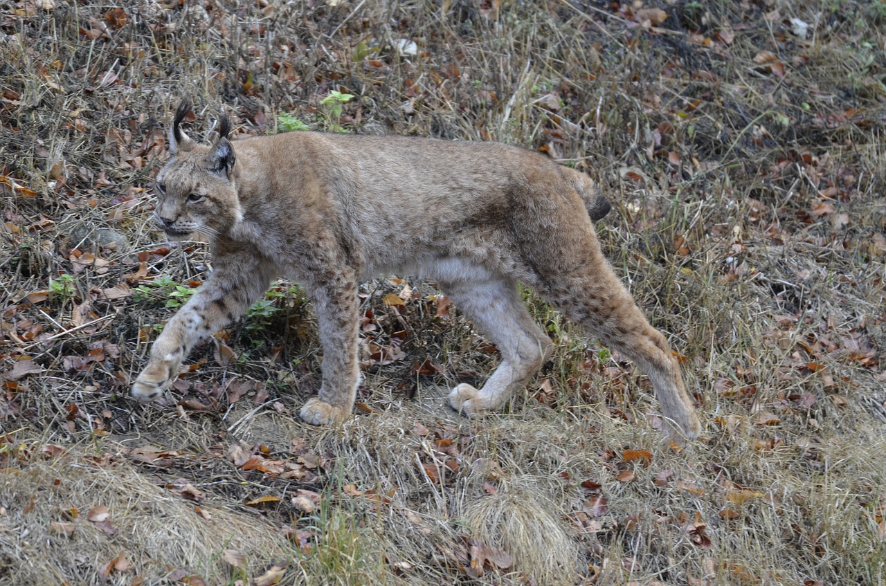 lynx  big cat  wildcat free photo