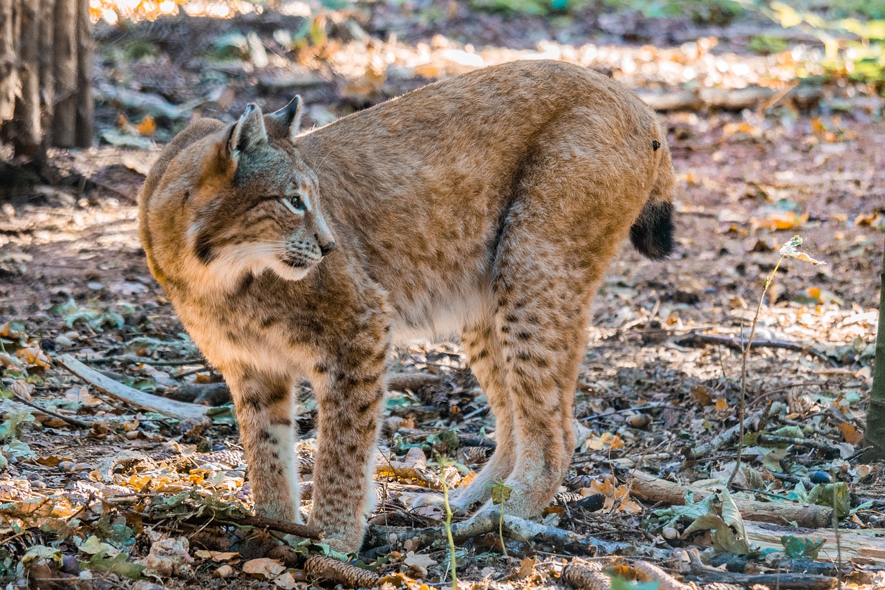 lynx  big cat  wild animal free photo