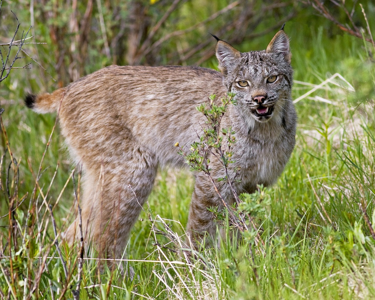 lynx  cat  predator free photo