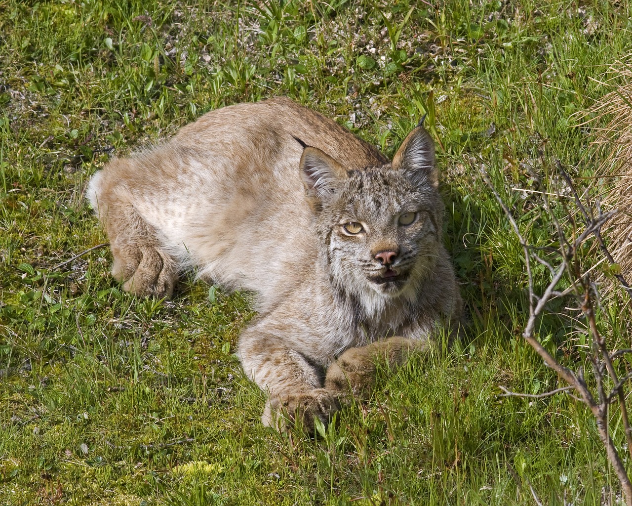 lynx  bobcat  predator free photo