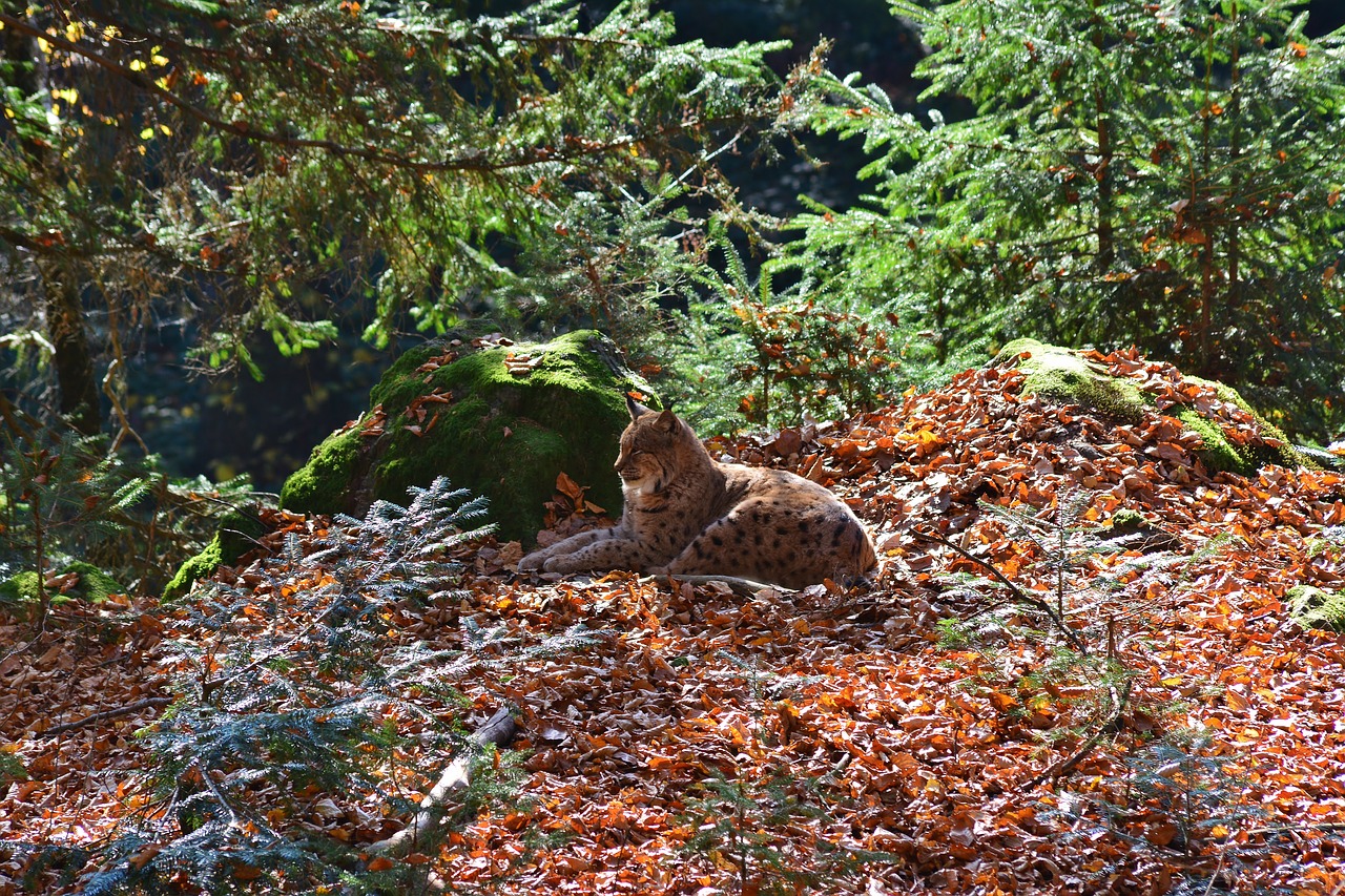 lynx  forest  wildcat free photo
