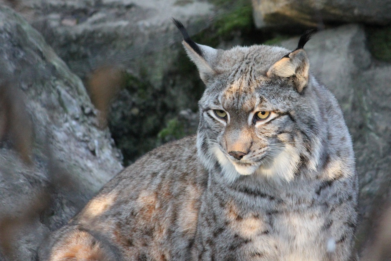 lynx  nature  animal world free photo