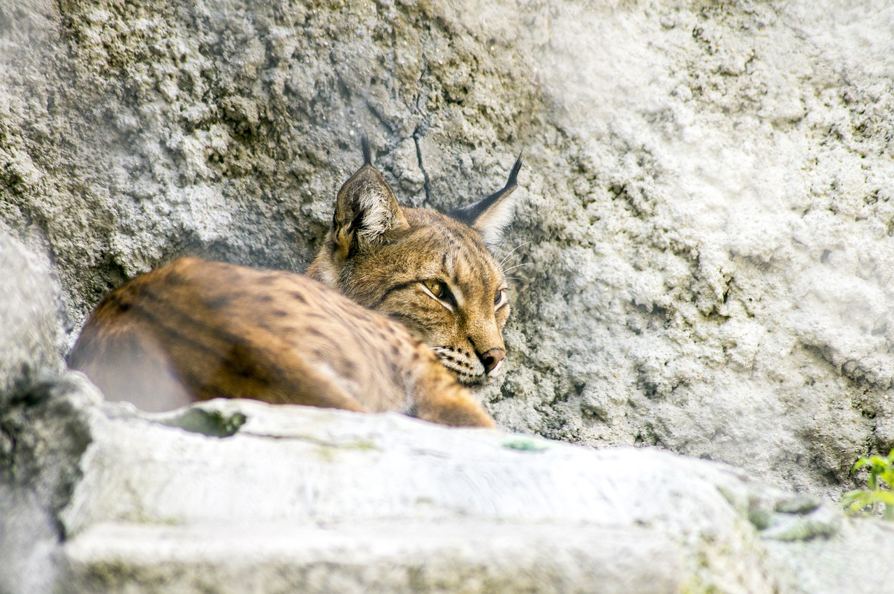 lynx  predator  bobcat free photo