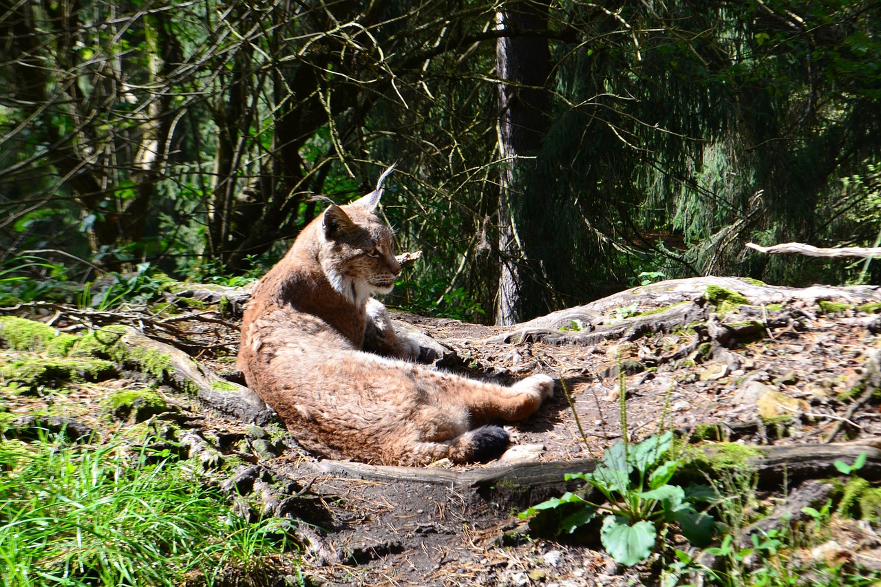 lynx wildcat cat free photo