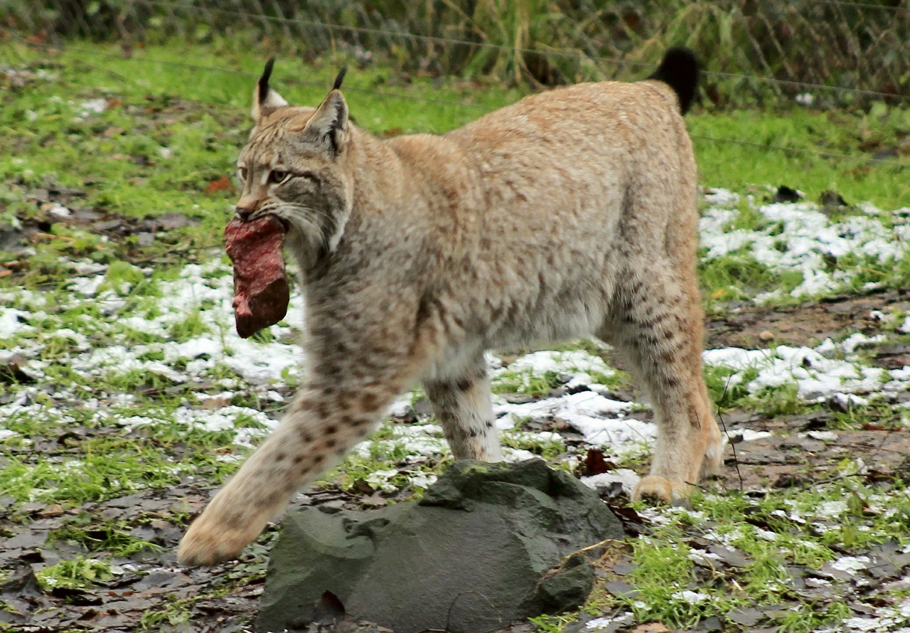 lynx animal food free photo