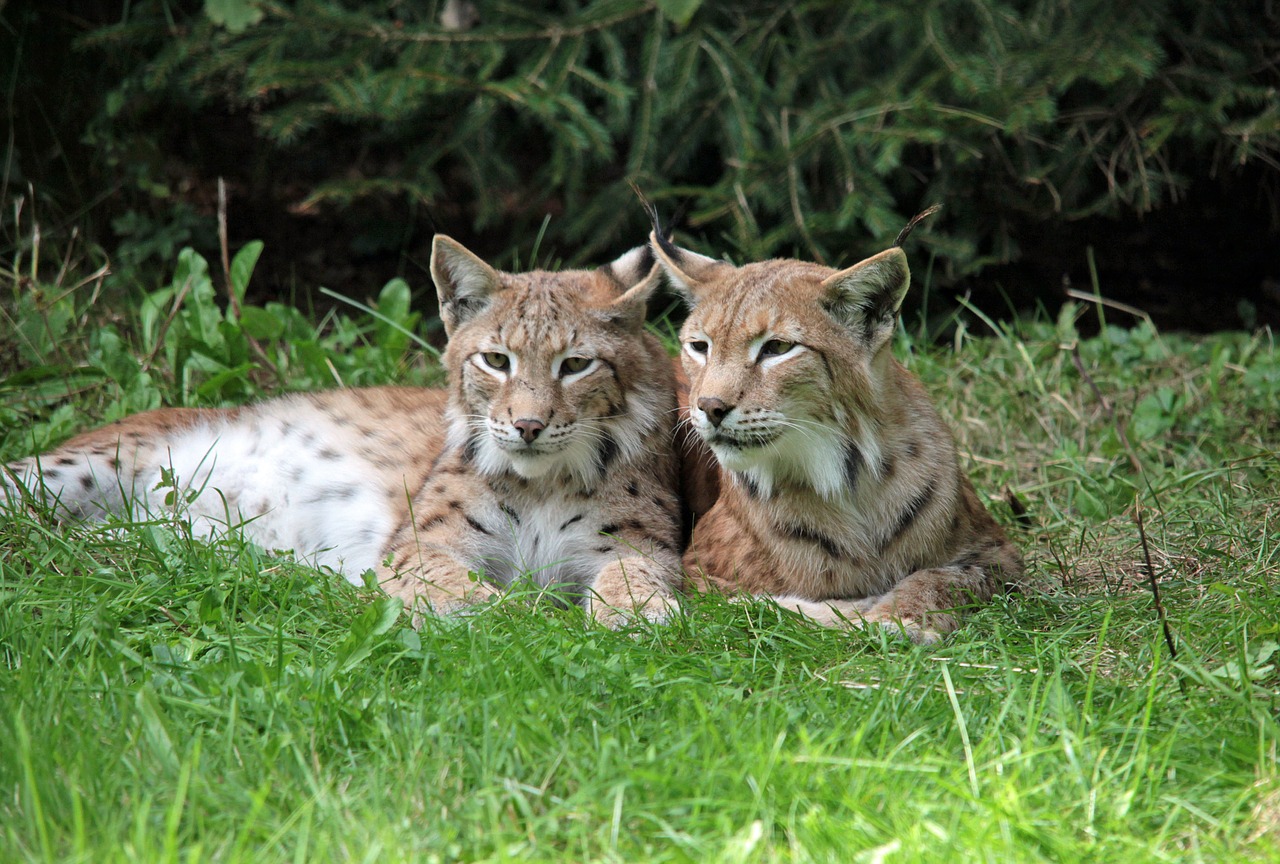 lynx young animals rest free photo