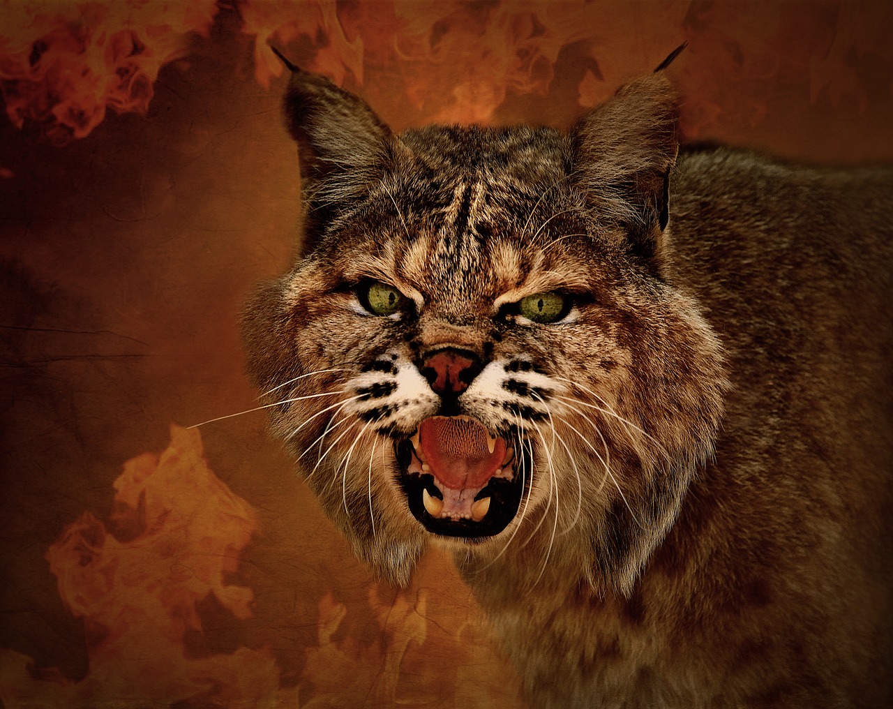 lynx wildcat animal free photo