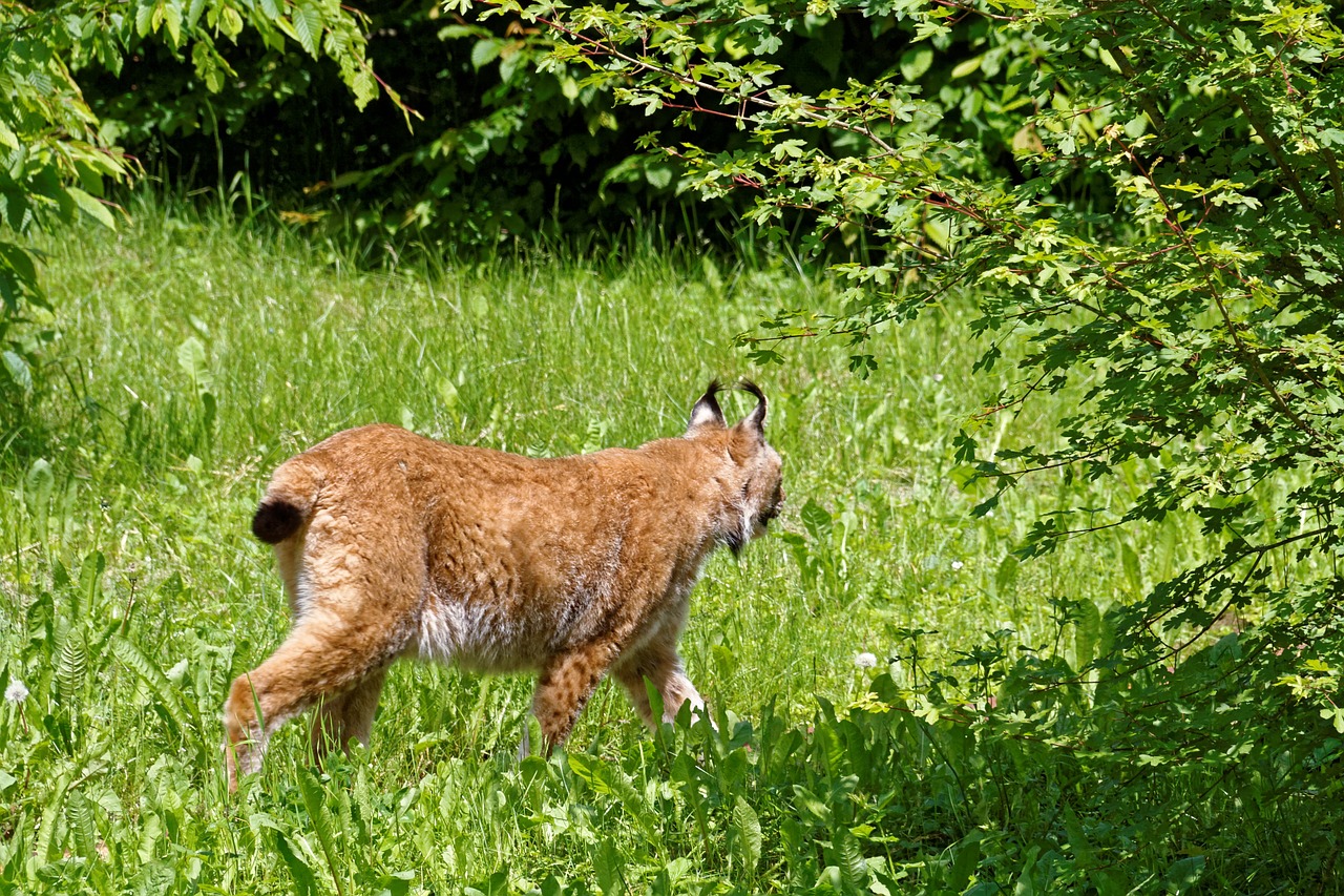 lynx cat animals free photo