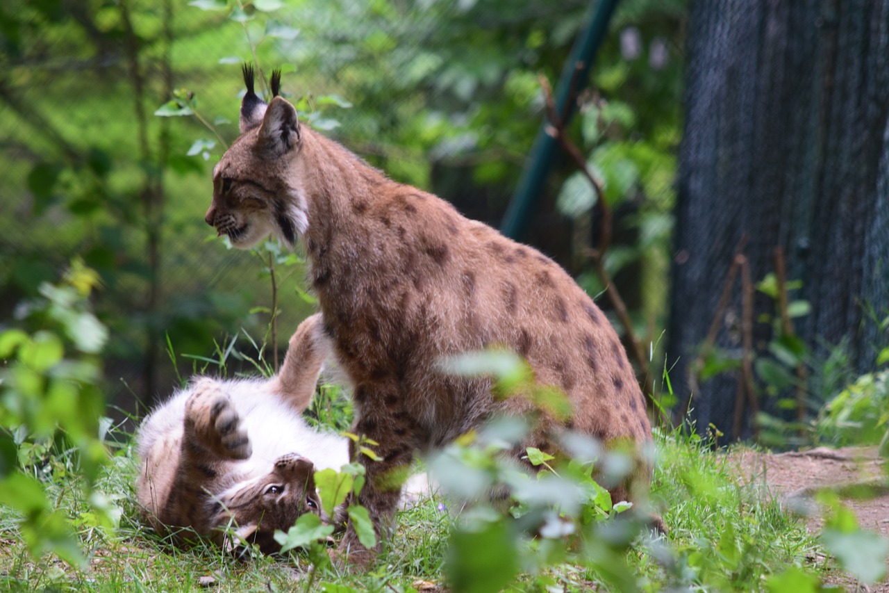 lynx cat wildcat free photo