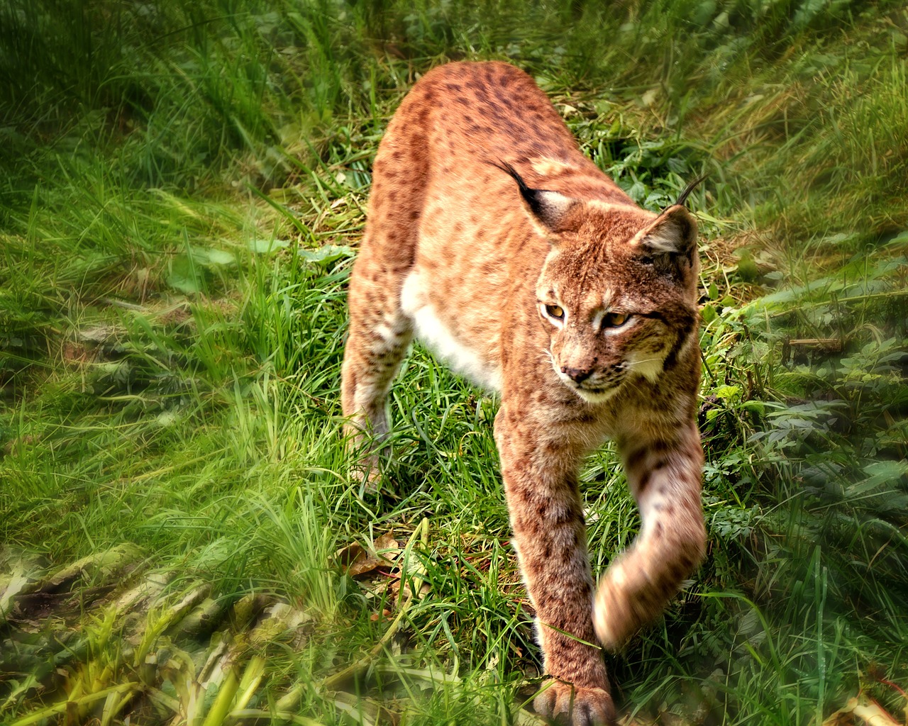 lynx wildcat cat free photo