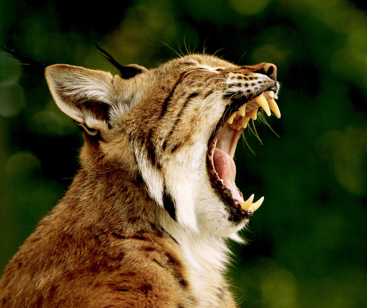 lynx bobcat animal free photo