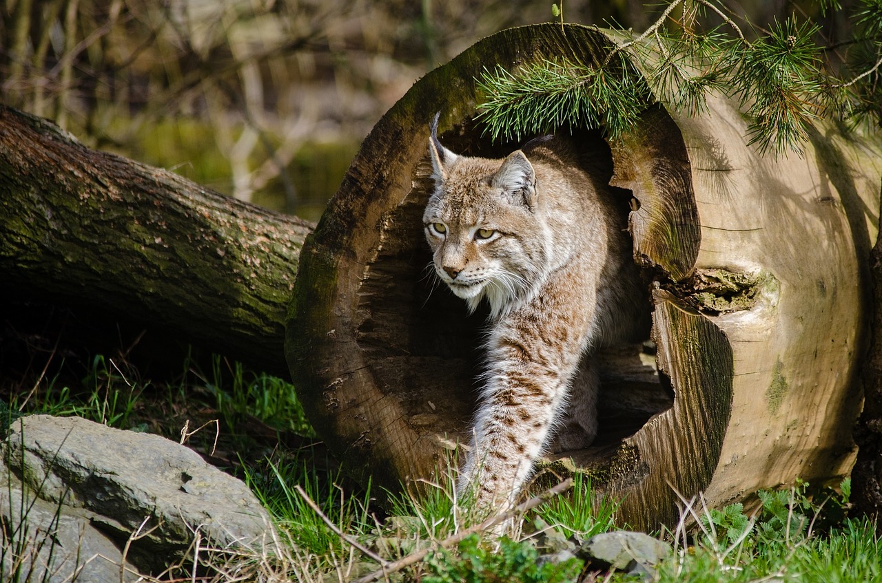 lynx bobcat wildlife free photo