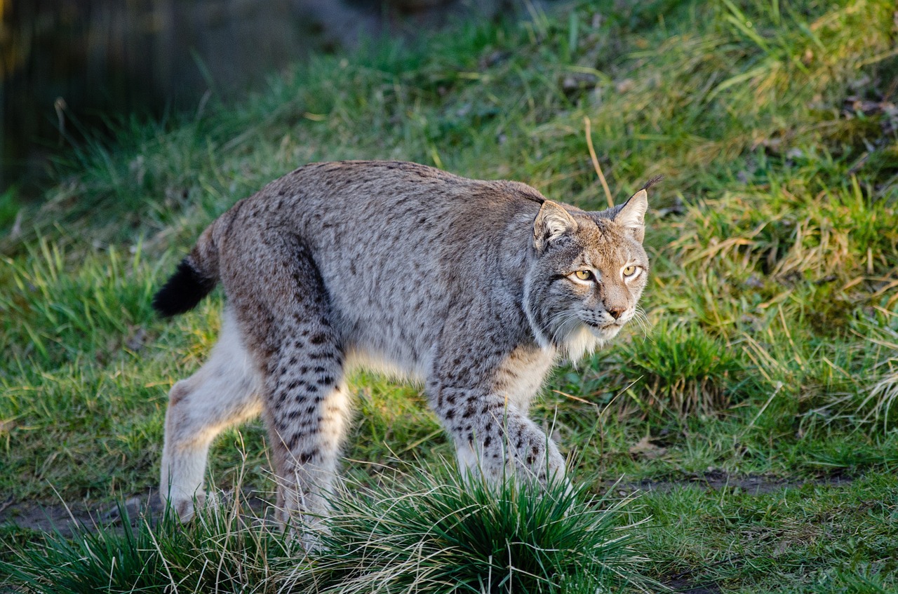 lynx bobcat wildlife free photo