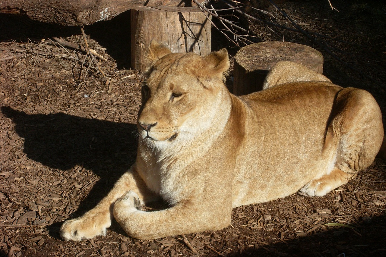 lioness predator zoo free photo