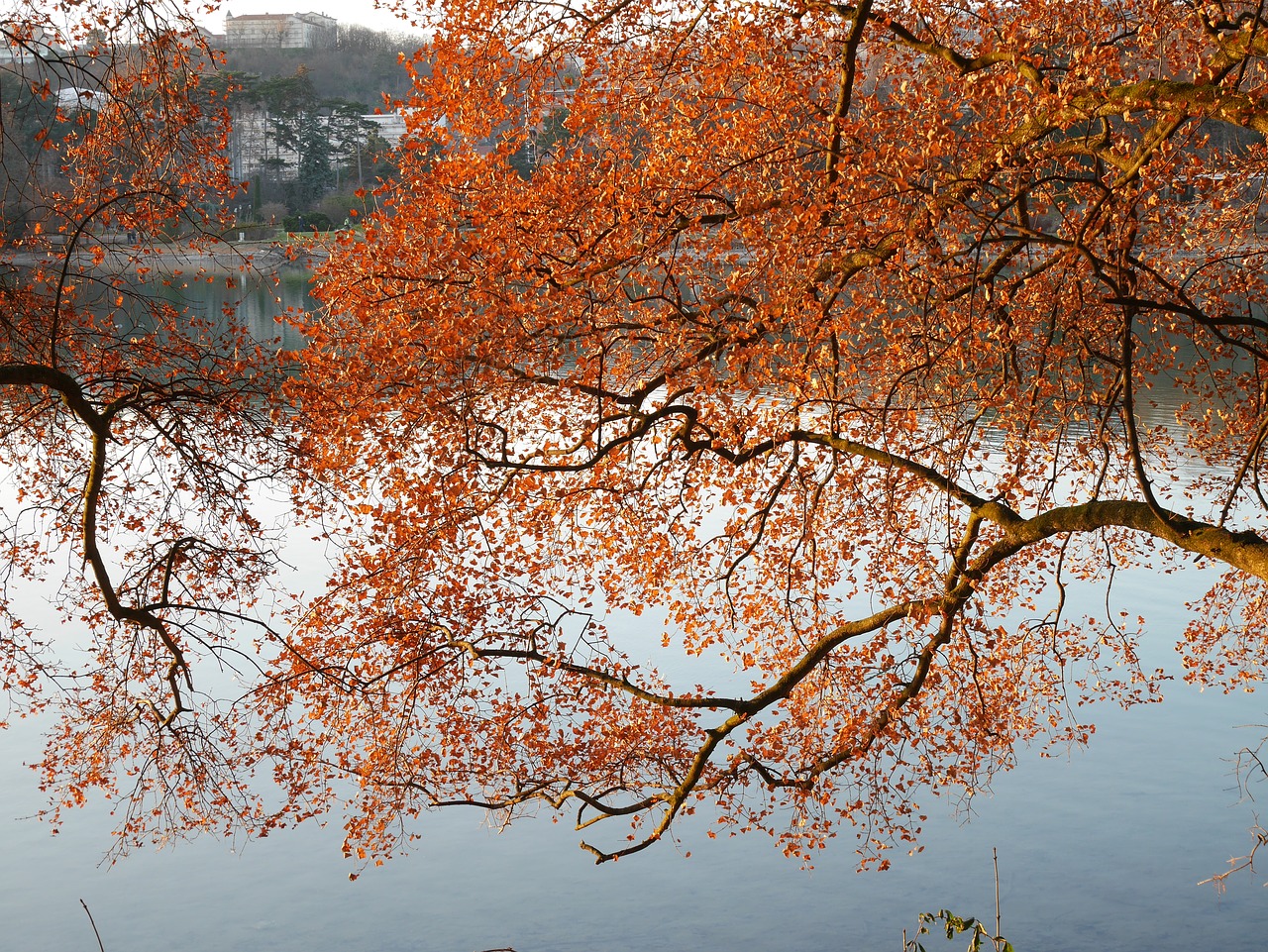 lyon lake fall free photo