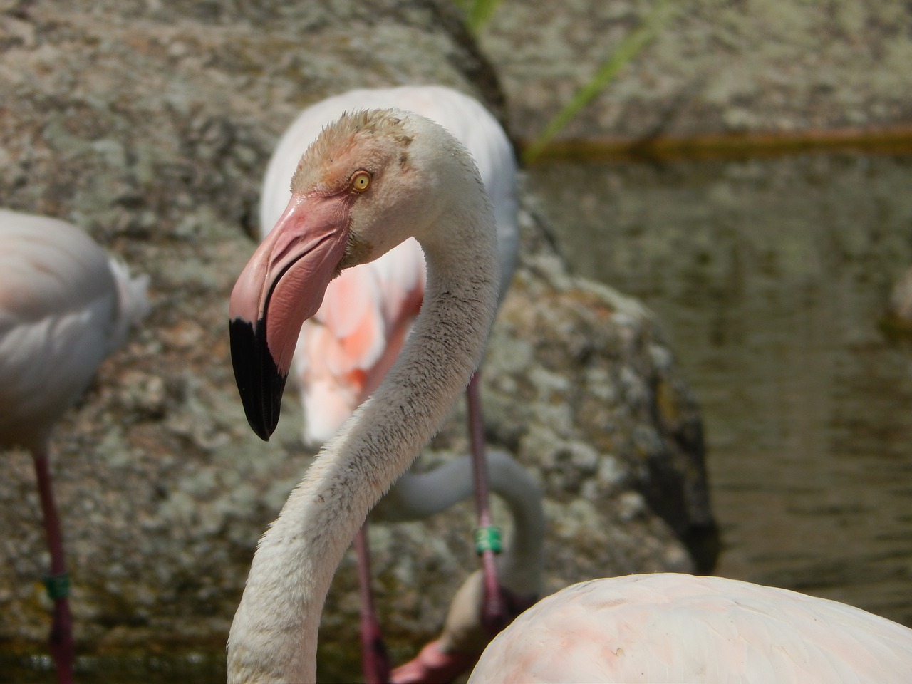 flamingo lyon france free photo