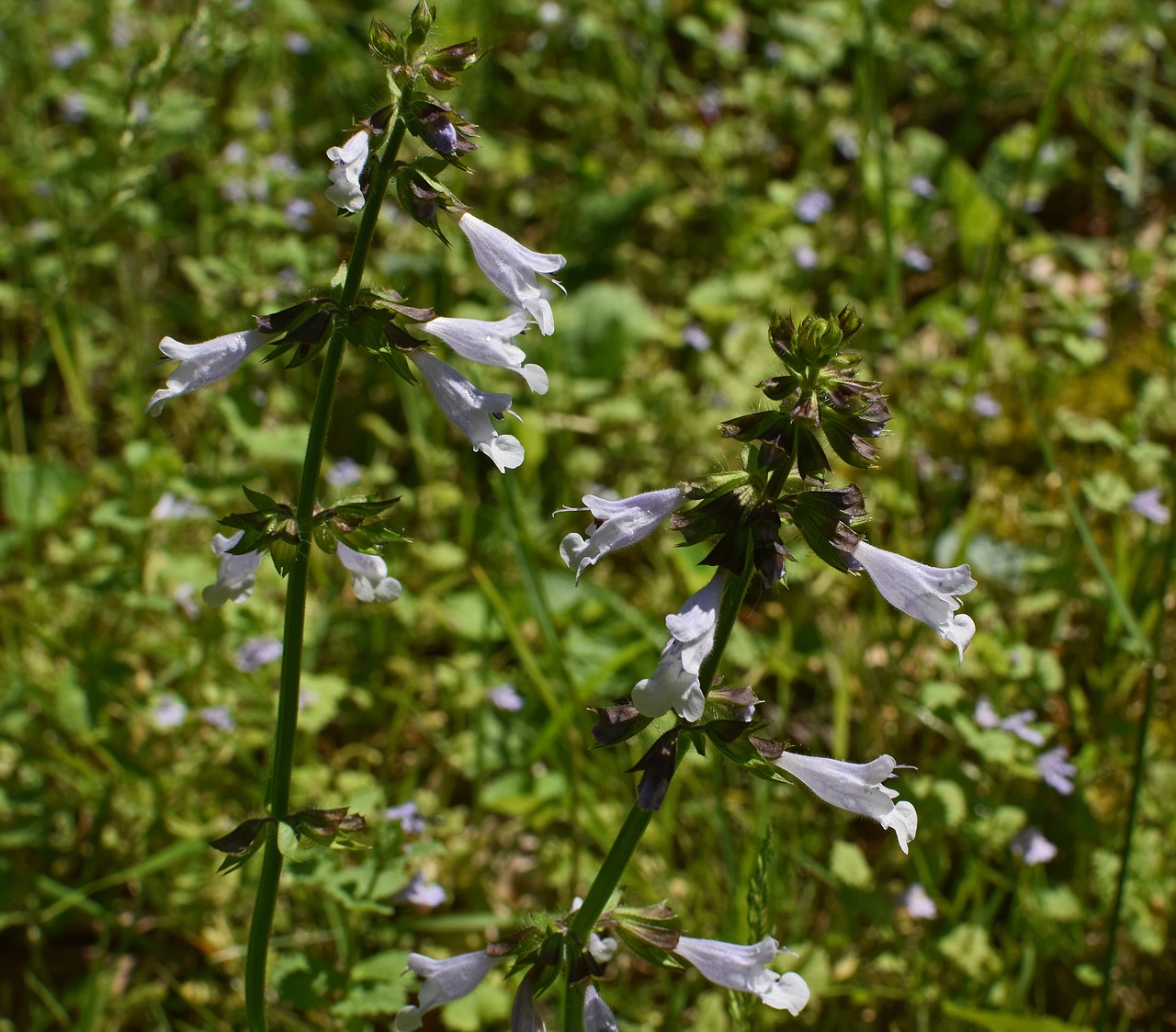 lyreleaf sage  wildflower  blossom free photo