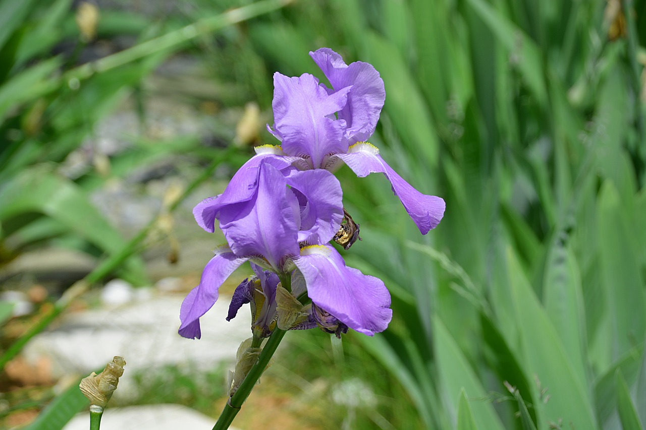 iris flower garden free photo