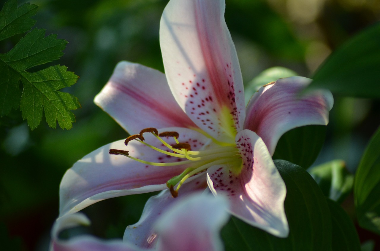 lys white lily lily pink free photo