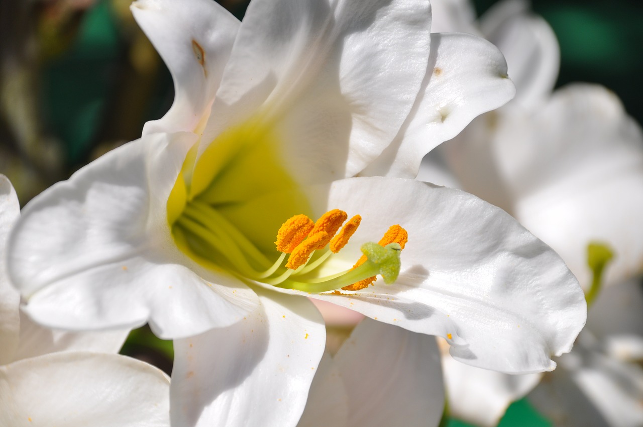 lys white lily flowers free photo