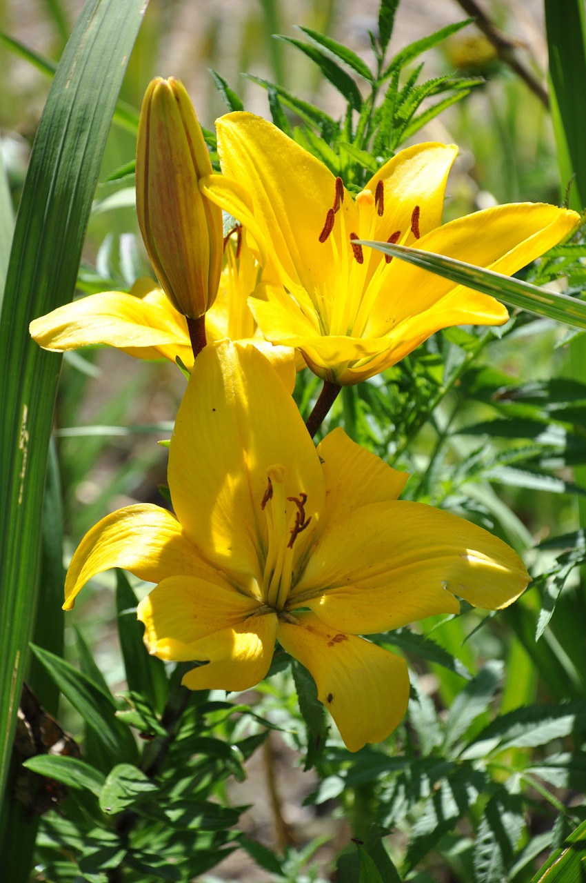 lys yellow lily flowers free photo