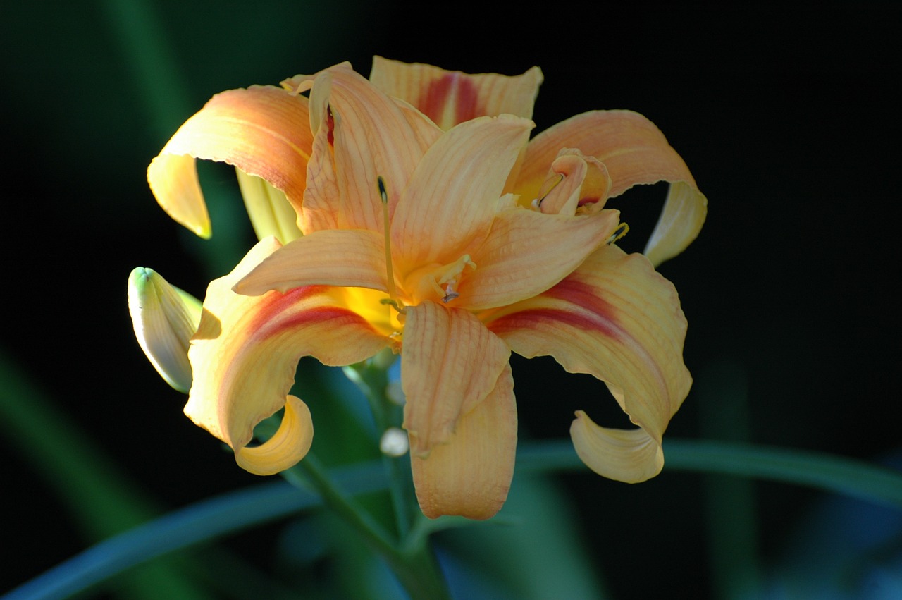 lys white lily flowers free photo