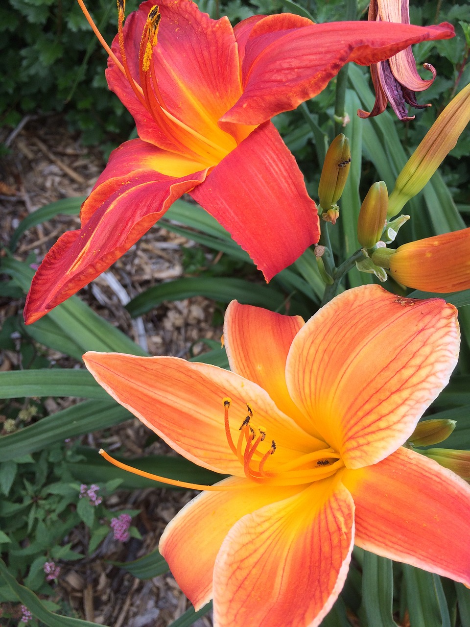 lys flower orange free photo