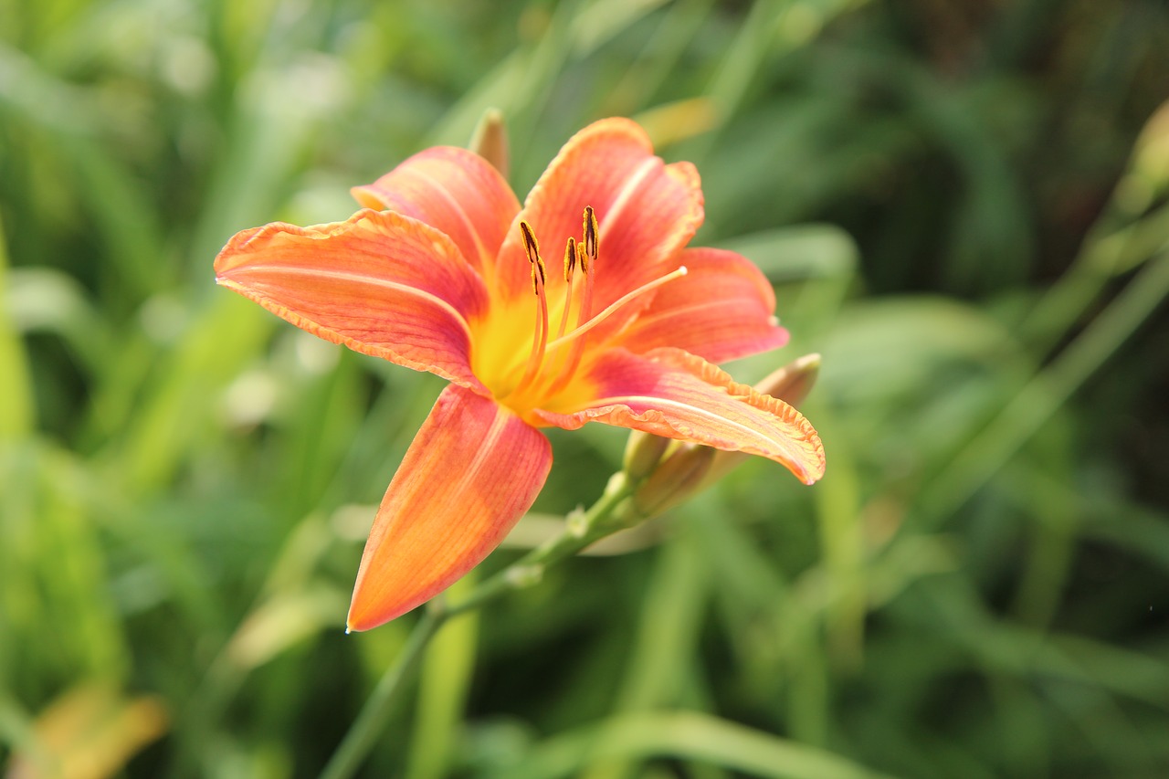 lys  oriental lily  orange lily free photo