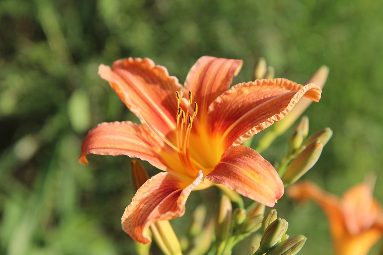 lys  lily orange  flowering free photo