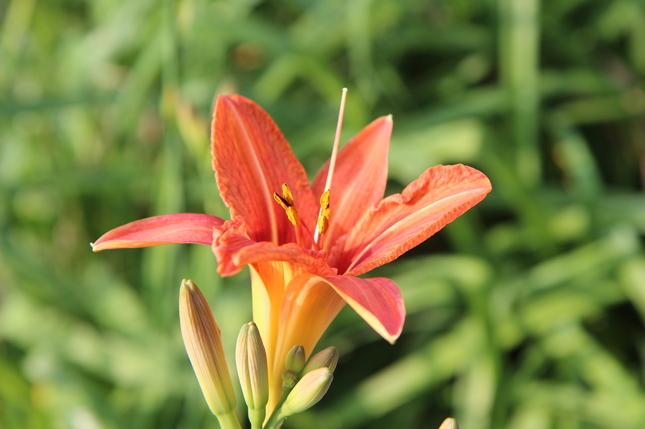 lys  lily orange  orange lily free photo