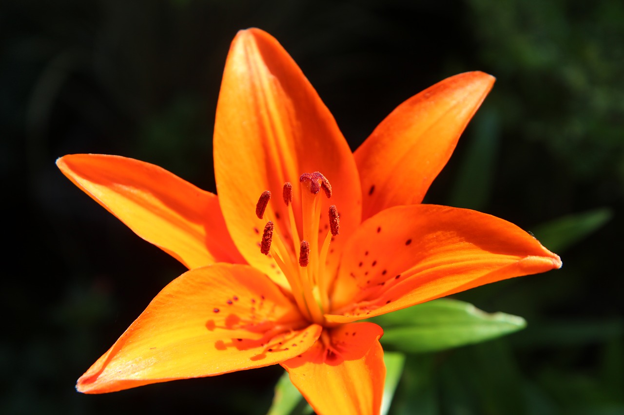 lys  lily orange  orange lily free photo