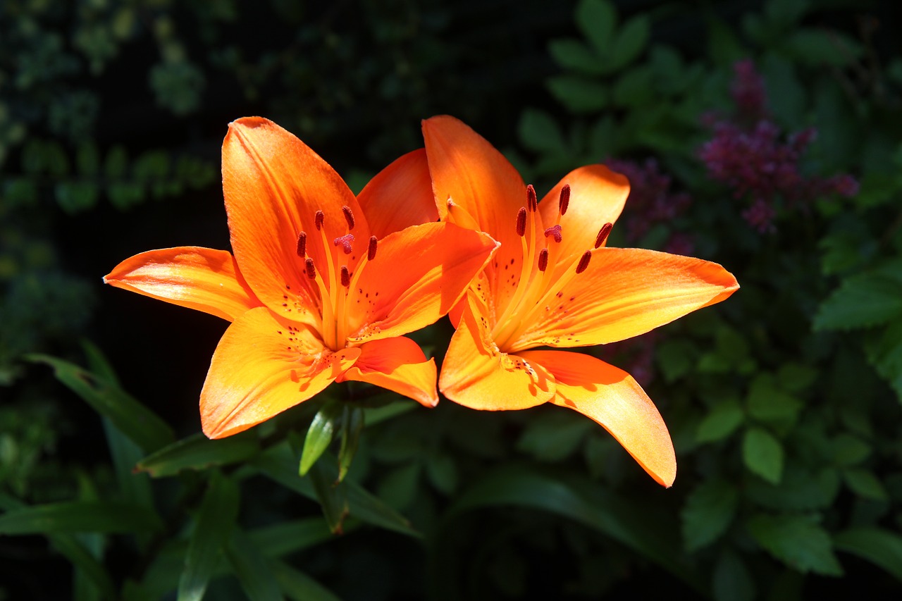 lys  lily orange  orange lily free photo