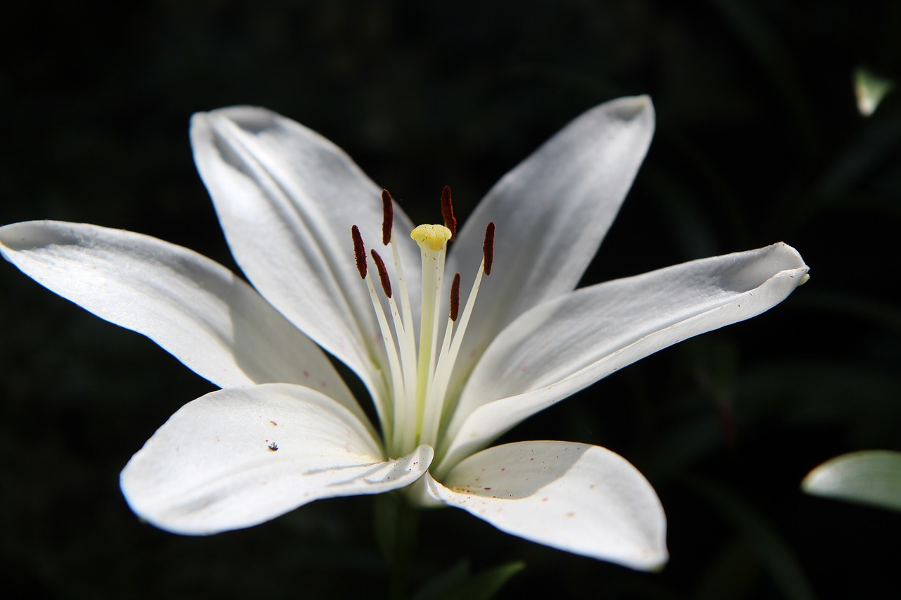 lys  white lily  flowering free photo