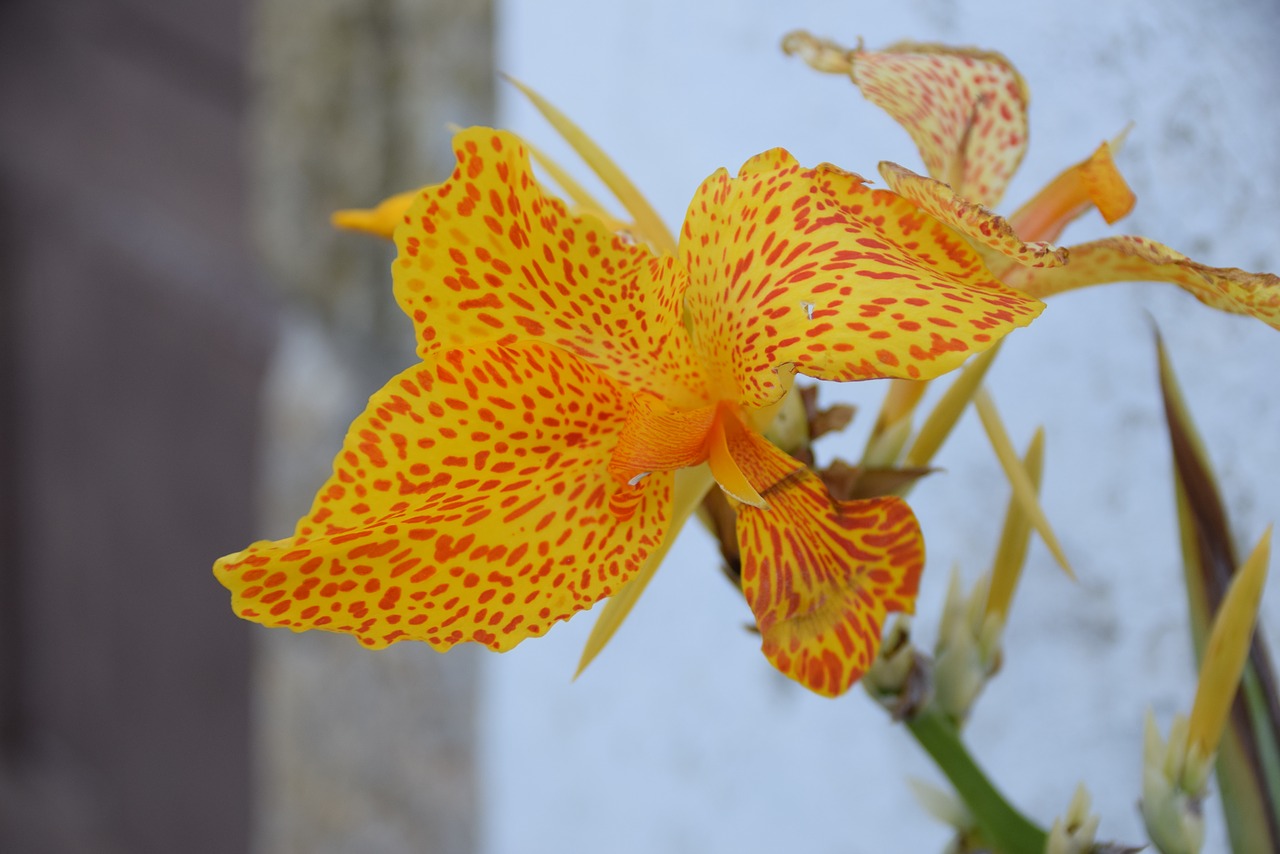 lys  orange  flower free photo