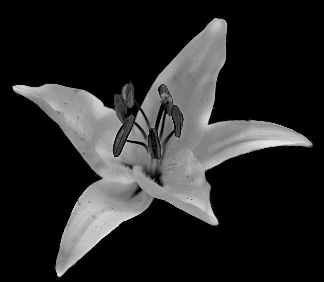 lys  flower  fleur de lis free photo