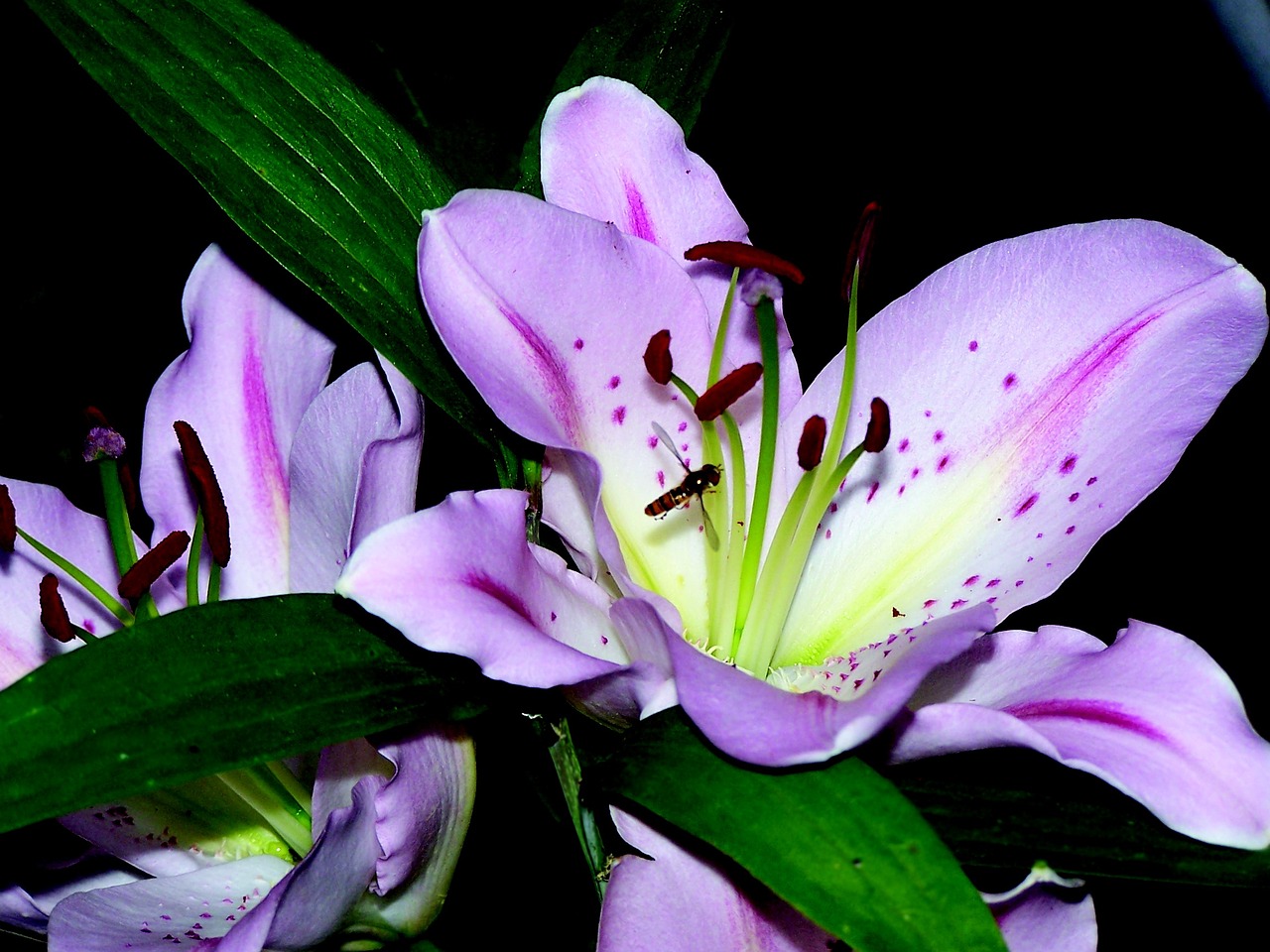 lys bouquet flowers free photo