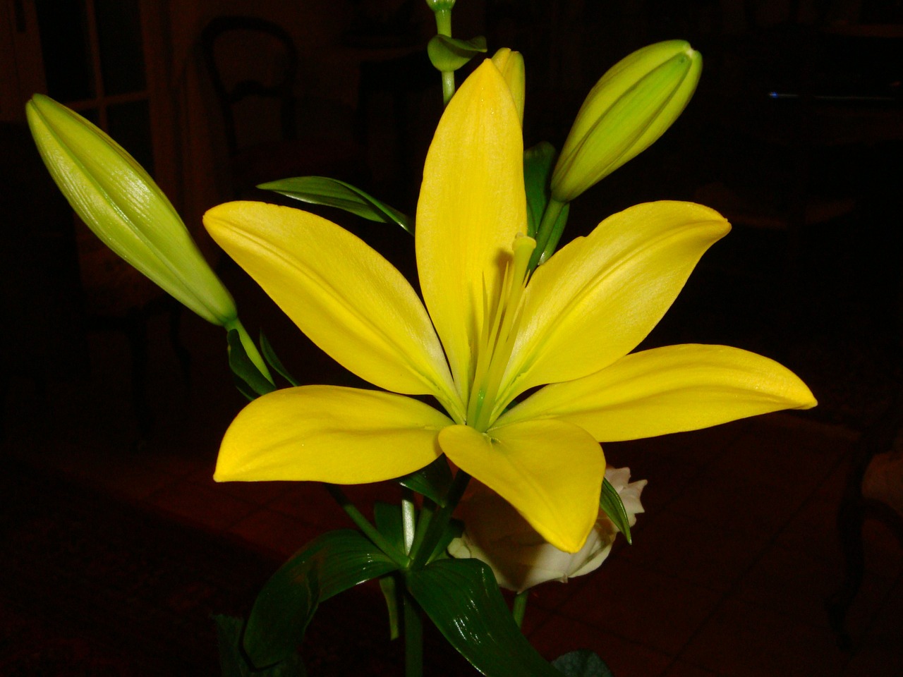 lys yellow lily yellow flowers free photo