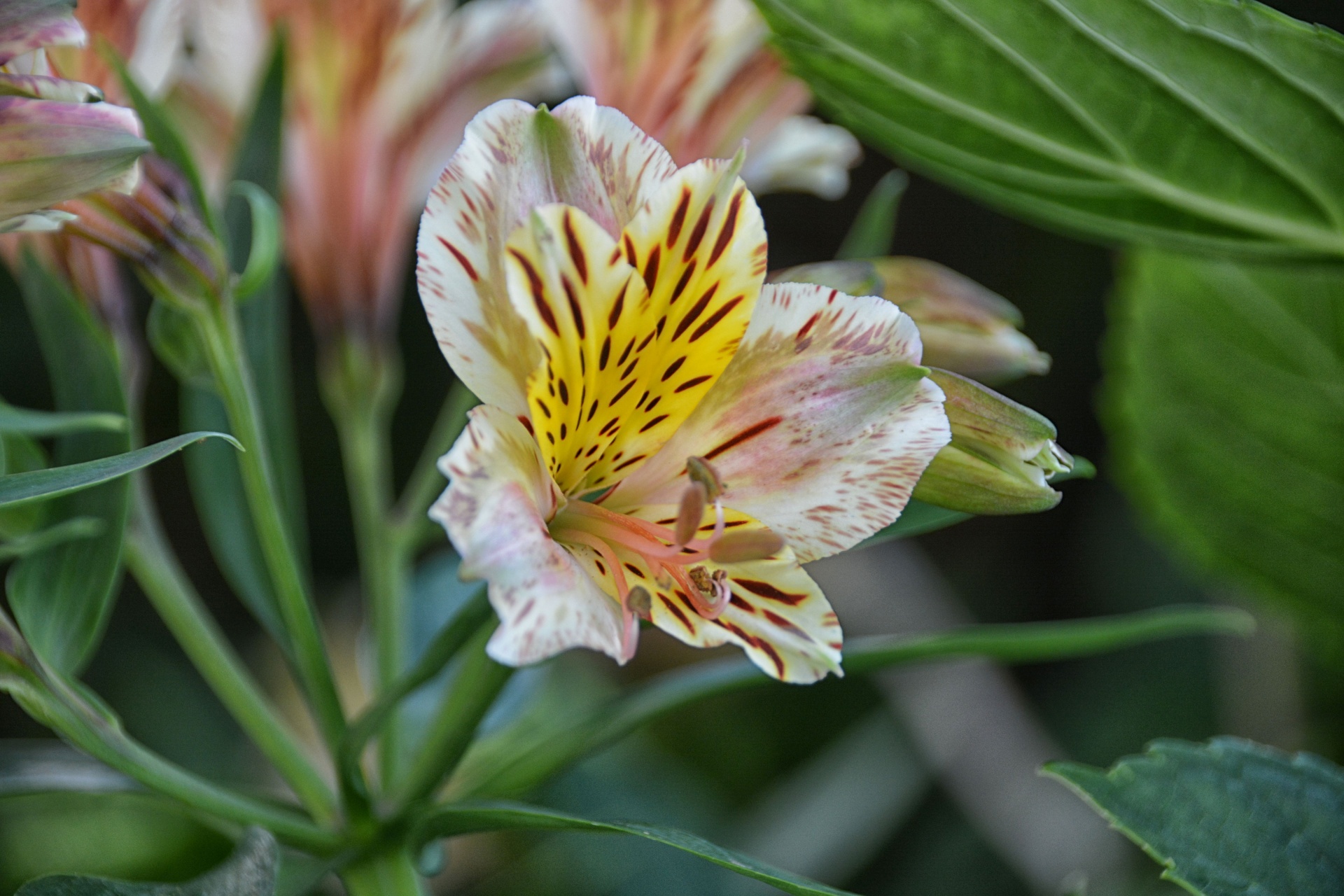 flower flora lily japanese free photo