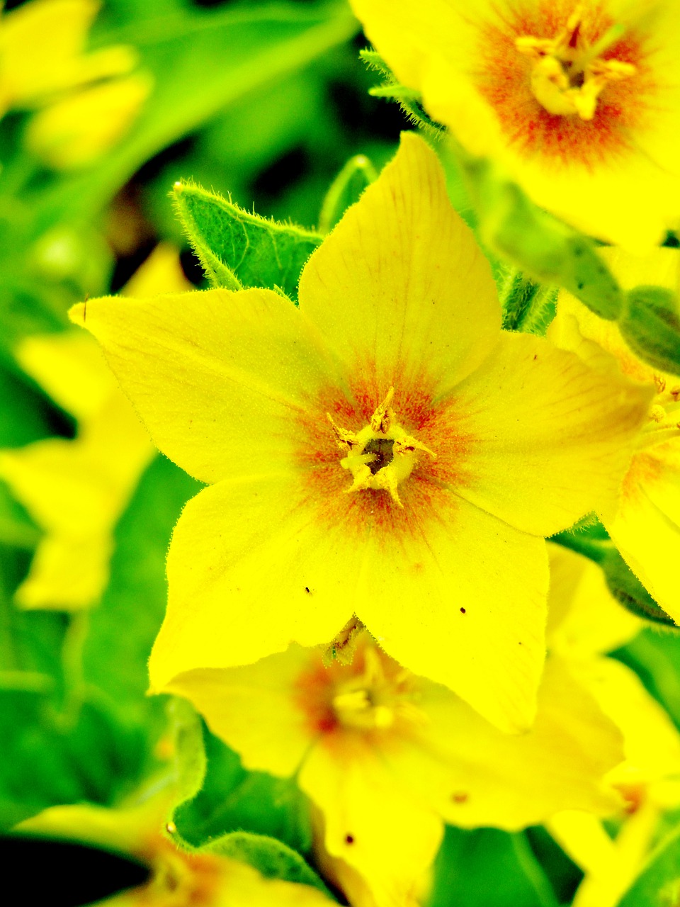 lysimachia punctata  goldfelberich  yellow flower free photo