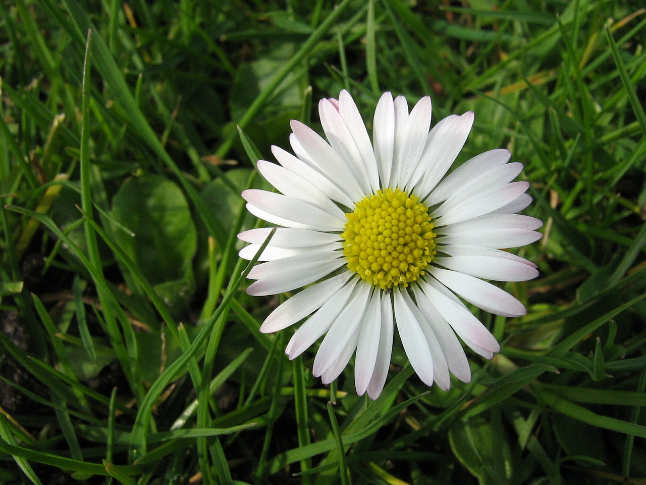 m white flower flower in grass free photo