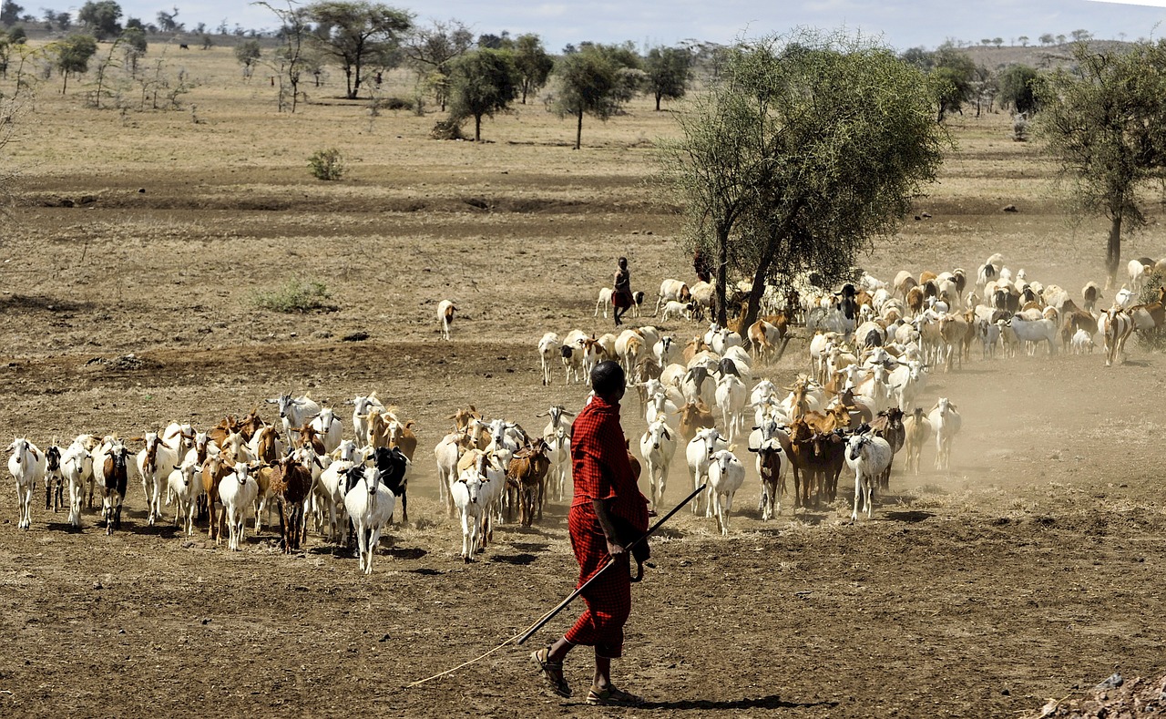 maasai herdsman goats serengeti free photo