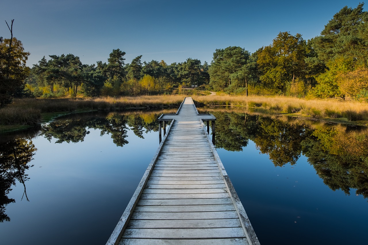 maasduinen netherlands water free photo