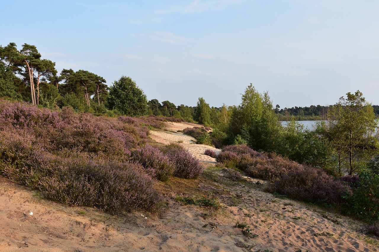 maasduinen nature reserve heathland free photo