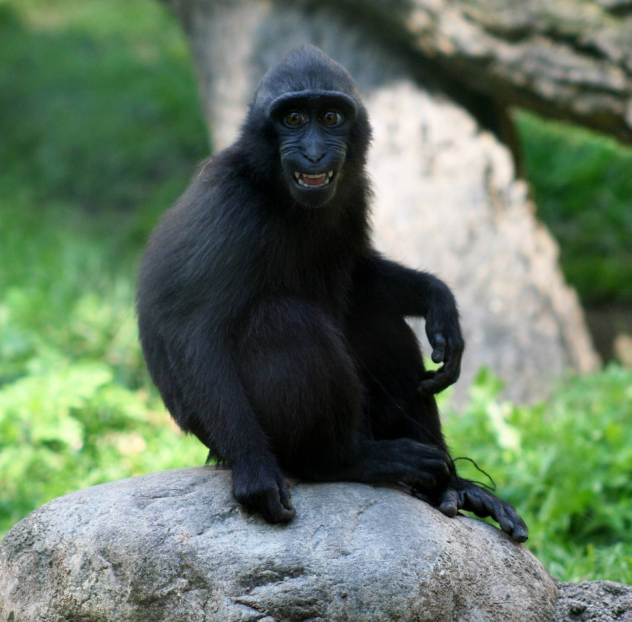 macaca monkey young free photo