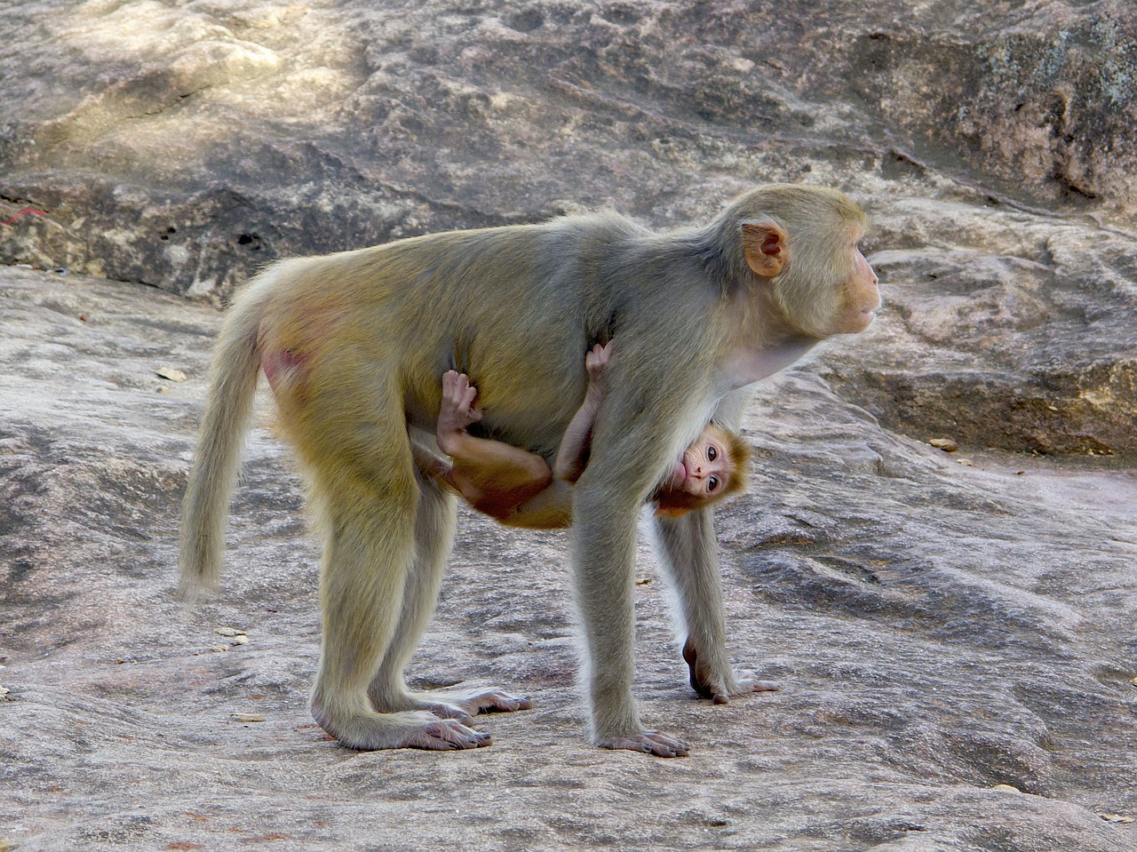macaco primate burma free photo
